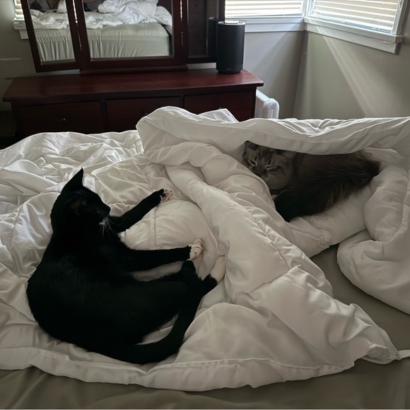 Meet your Posher, Teisha - Picture 8 of 9